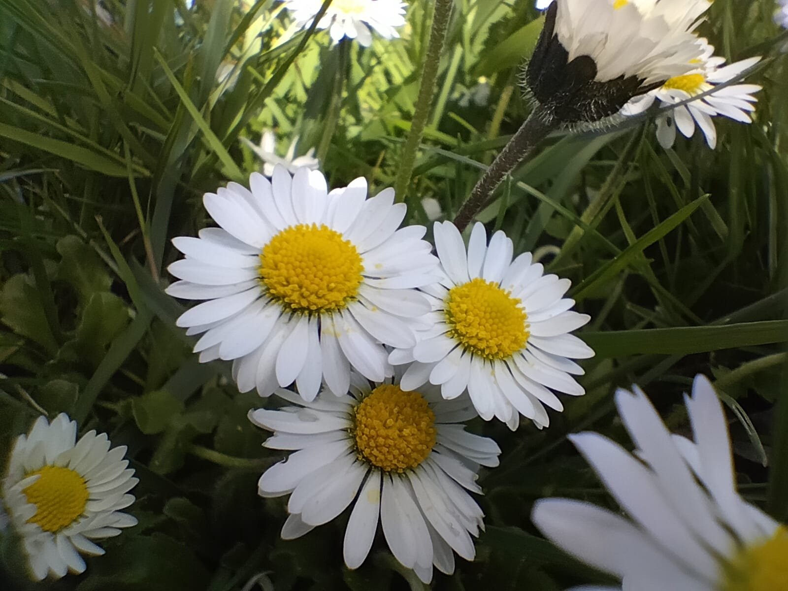 Nature 